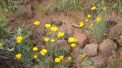 PICTURES/Wildflowers - Desert in Bloom/t_IMG_7215.JPG